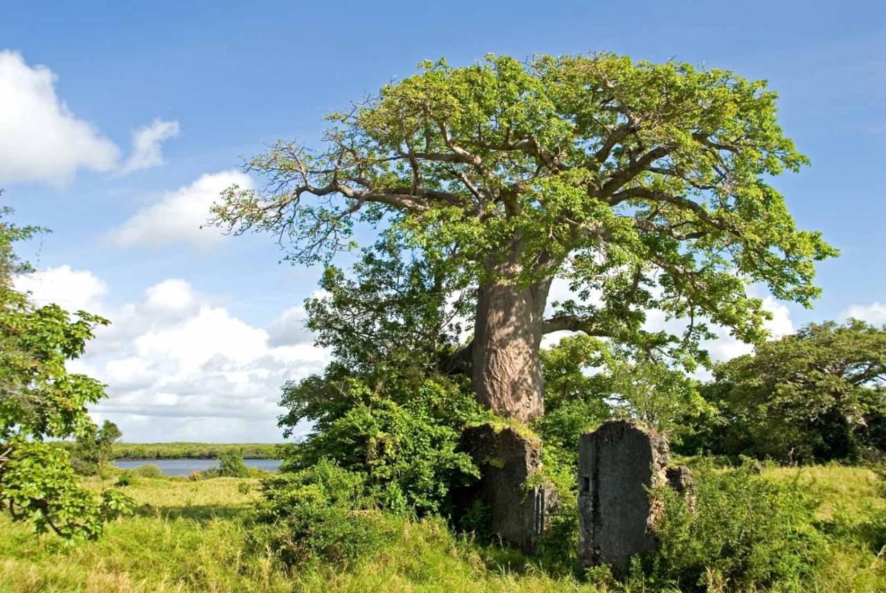 Vila Manda Bay Lamu Exteriér fotografie